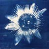 Cyanotype Brigit Ber "Passion 6570" 2020