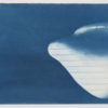Cyanotype Brigit Ber "Coquillage" 2019