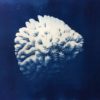 Cyanotype Brigit Ber "Cnidaire 6152 a" 2020